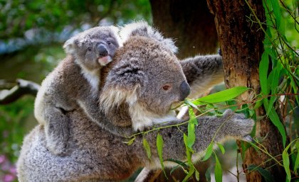 Koala with baby sitting on her back, with both being up a gum tree